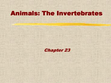 Animals: The Invertebrates