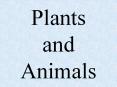 Plants and Animals PowerPoint PPT Presentation