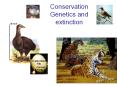 Conservation Genetics and extinction PowerPoint PPT Presentation