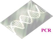 Polymerase