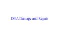 DNA Damage and Repair PowerPoint PPT Presentation