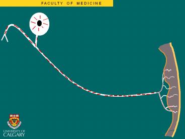 Diabetic neuropathies: phenomenology