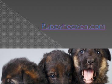 Teacup Puppies for sale