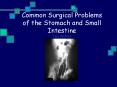 Common Surgical Problems of the Stomach and Small Intestine Tara Wofford PowerPoint PPT Presentation
