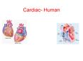 Cardiac- Human PowerPoint PPT Presentation