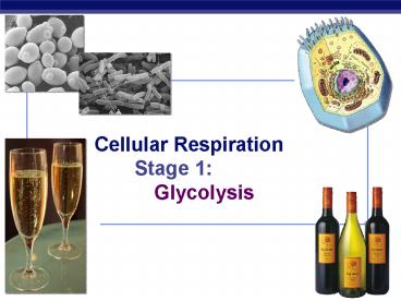 Chapter 9. Cellular Respiration STAGE 1: Glycolysis presentation | free ...