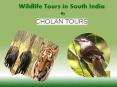 Wildlife Tour PowerPoint PPT Presentation