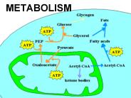 METABOLISM