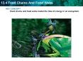 KEY CONCEPT Food chains and food webs model the flow of energy in an ecosystem. PowerPoint PPT Presentation
