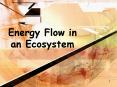 Energy Flow in an Ecosystem PowerPoint PPT Presentation