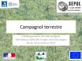 Campagnol terrestre PowerPoint PPT Presentation