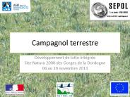 Campagnol terrestre