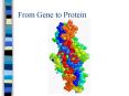 From Gene to Protein PowerPoint PPT Presentation