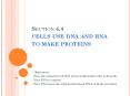 Section 4.4 cells use dna and rna to make proteins PowerPoint PPT Presentation