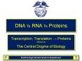 DNA To RNA To Proteins PowerPoint PPT Presentation