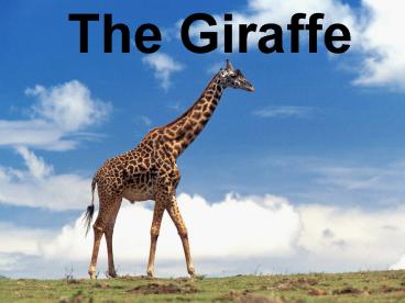 The Giraffe