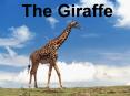 The Giraffe PowerPoint PPT Presentation