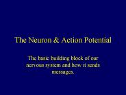 The Neuron