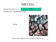 THE CELL/THE CITY