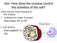 Aim: How does the nucleus control the activities of the cell? PowerPoint PPT Presentation