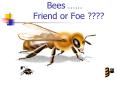 Bees  PowerPoint PPT Presentation