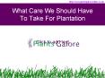 What Care We Should Have To Take While Plantation? PowerPoint PPT Presentation