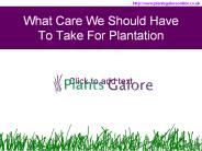 What Care We Should Have To Take While Plantation?