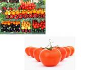 Prostate Cancer Prevention Diet