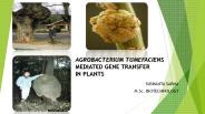 agrobacterium mediated gene transfer