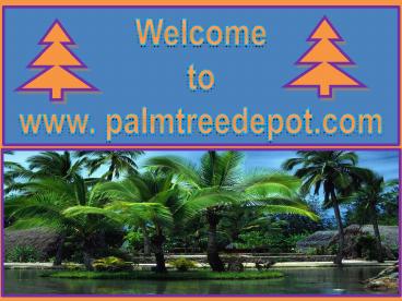 Palm Trees in South Carolina & North Carolina