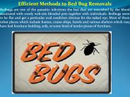 Efficient Methods to Bed Bug Removals