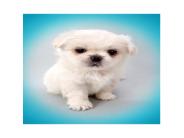Ruby's Pet ppt.