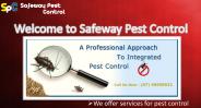 Best Pest Control Services in Cairns