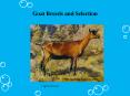 Goat Breeds and Selection PowerPoint PPT Presentation