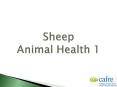 Sheep Animal Health 1 PowerPoint PPT Presentation