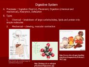 Digestive System