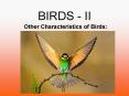 BIRDS - II PowerPoint PPT Presentation