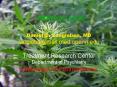 Dried and shredded leaves, stems, seeds, and flowers of Cannabis sativa, the hemp plant PowerPoint PPT Presentation