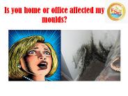 Moulds Are Extremely Harmful (1)