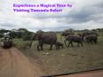 Experience a Magical Tour by Visiting Tanzania Safari PowerPoint PPT Presentation