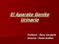 El Aparato Genito Urinario PowerPoint PPT Presentation
