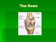 The Knee PowerPoint PPT Presentation