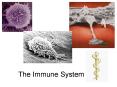 The Immune System PowerPoint PPT Presentation