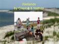 Wetlands by Clayton PowerPoint PPT Presentation