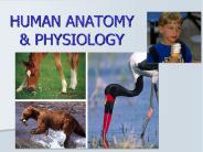 HUMAN ANATOMY PowerPoint PPT Presentation