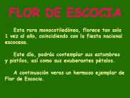 AG1-  Flor de escocia