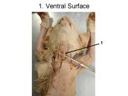 1. Ventral Surface
