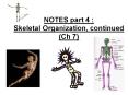 NOTES part 4 : Skeletal Organization, continued (Ch 7) PowerPoint PPT Presentation