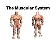 The Muscular System