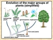 Land Plants fall into two major groups